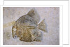 Macromesodon Macropterus Fish Fossil by Anonymous