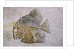 Macromesodon Macropterus Fish Fossil by Anonymous