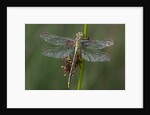 Female Western Clubtail by Anonymous