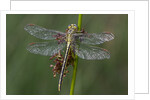 Female Western Clubtail by Anonymous