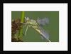 Female Western Clubtail by Anonymous