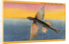 Flying Fish by Anonymous