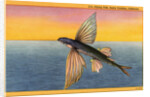 Flying Fish by Anonymous