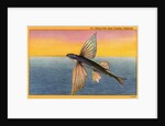 Flying Fish by Anonymous
