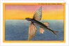 Flying Fish by Anonymous