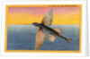 Flying Fish by Anonymous