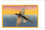 Flying Fish by Anonymous