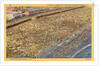 Crowded Beach on Coney Island by Anonymous