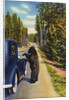 Bear Begging for Food by Anonymous