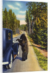 Bear Begging for Food by Anonymous