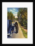 Bear Begging for Food by Anonymous