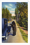 Bear Begging for Food by Anonymous