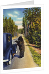 Bear Begging for Food by Anonymous