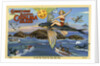 Greeting Card from Santa Catalina Island by Anonymous