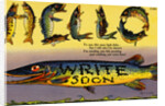 Fish Greeting Card by Anonymous