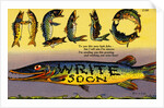 Fish Greeting Card by Anonymous