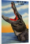 Drop in Any Time in Florida Postcard by Anonymous