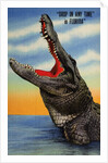 Drop in Any Time in Florida Postcard by Anonymous