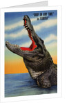 Drop in Any Time in Florida Postcard by Anonymous