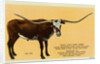 Texas Longhorn by Anonymous