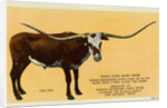 Texas Longhorn by Anonymous