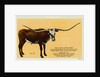 Texas Longhorn by Anonymous