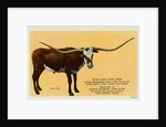 Texas Longhorn by Anonymous