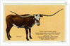 Texas Longhorn by Anonymous