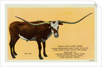 Texas Longhorn by Anonymous