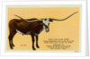 Texas Longhorn by Anonymous