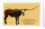 Texas Longhorn by Anonymous