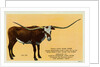 Texas Longhorn by Anonymous