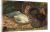 Postcard of Turkeys by Anonymous