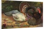 Postcard of Turkeys by Anonymous