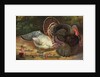 Postcard of Turkeys by Anonymous