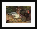 Postcard of Turkeys by Anonymous