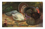Postcard of Turkeys by Anonymous