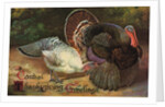 Postcard of Turkeys by Anonymous