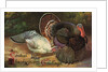 Postcard of Turkeys by Anonymous