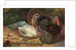 Postcard of Turkeys by Anonymous