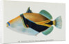 Postcard of Balistapus Rectangularis Fish by Anonymous