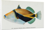 Postcard of Balistapus Rectangularis Fish by Anonymous