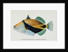 Postcard of Balistapus Rectangularis Fish by Anonymous