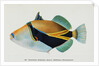 Postcard of Balistapus Rectangularis Fish by Anonymous