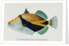 Postcard of Balistapus Rectangularis Fish by Anonymous