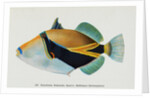 Postcard of Balistapus Rectangularis Fish by Anonymous