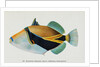 Postcard of Balistapus Rectangularis Fish by Anonymous