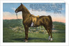 Postcard of Astral King by Anonymous