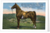 Postcard of Astral King by Anonymous
