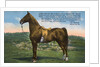 Postcard of Astral King by Anonymous